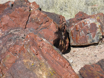 petrified wood